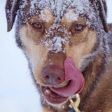 Enodah-Kennel-6